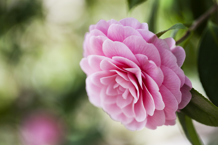 camellia flower conveys gratitude